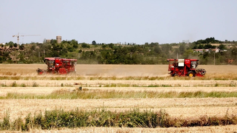 金色麥浪喜迎開鐮